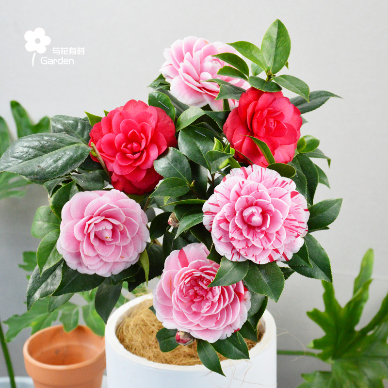 五色赤丹茶花树苗七彩十色一树多色稀有品种庭院进口新品种大室外