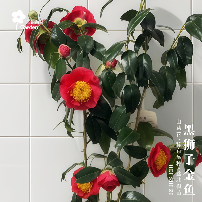 黑狮子金鱼尾椿山茶花树苗盆栽