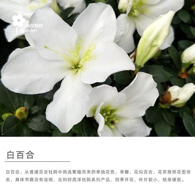 白百合杜鹃花盆栽苗单瓣耐看比利时西洋四季开花不断纯洁阳台庭院