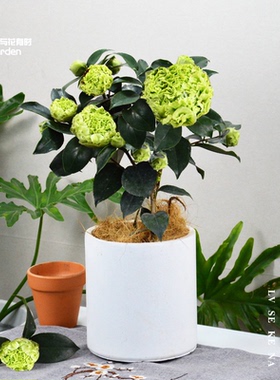 绿色可娜山茶花盆栽小苗树时令木本花卉庭院阳台户外四季植物稀有