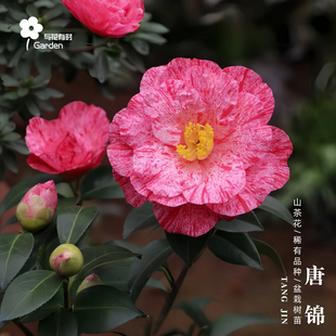 唐锦红山茶花树苗盆栽日本桃红进口新品种半重瓣阳台窗户趣味常绿