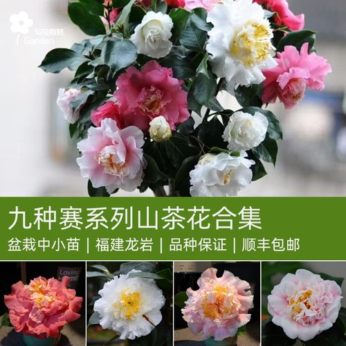 9个赛系列山茶花盆栽中小苗