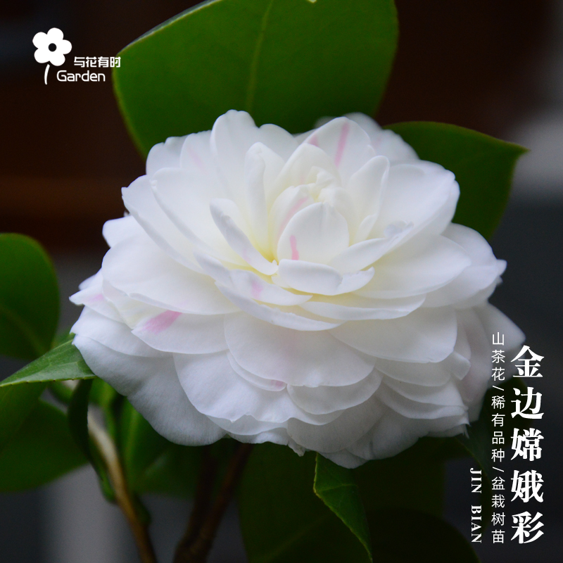 金边白底嫦娥彩红山茶花树苗盆栽