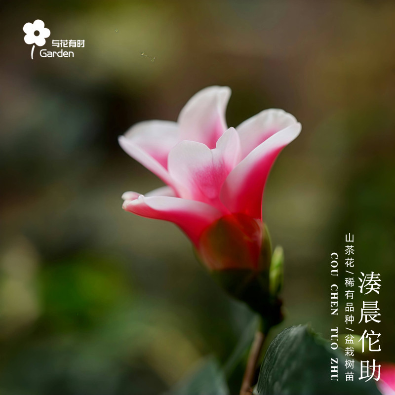 湊晨佗助红山茶花树苗盆栽日本