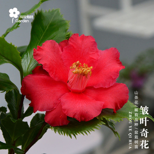 皱叶奇花红山茶花树苗盆栽美国牛西奥进口稀有品种原生花园花坛