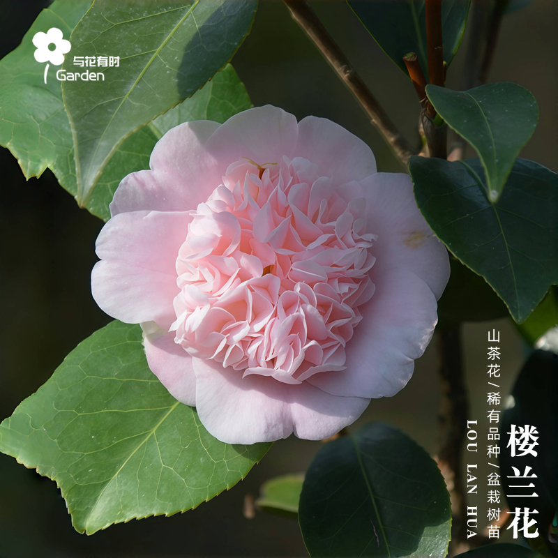 楼兰花红山茶花树苗盆栽日本粉色
