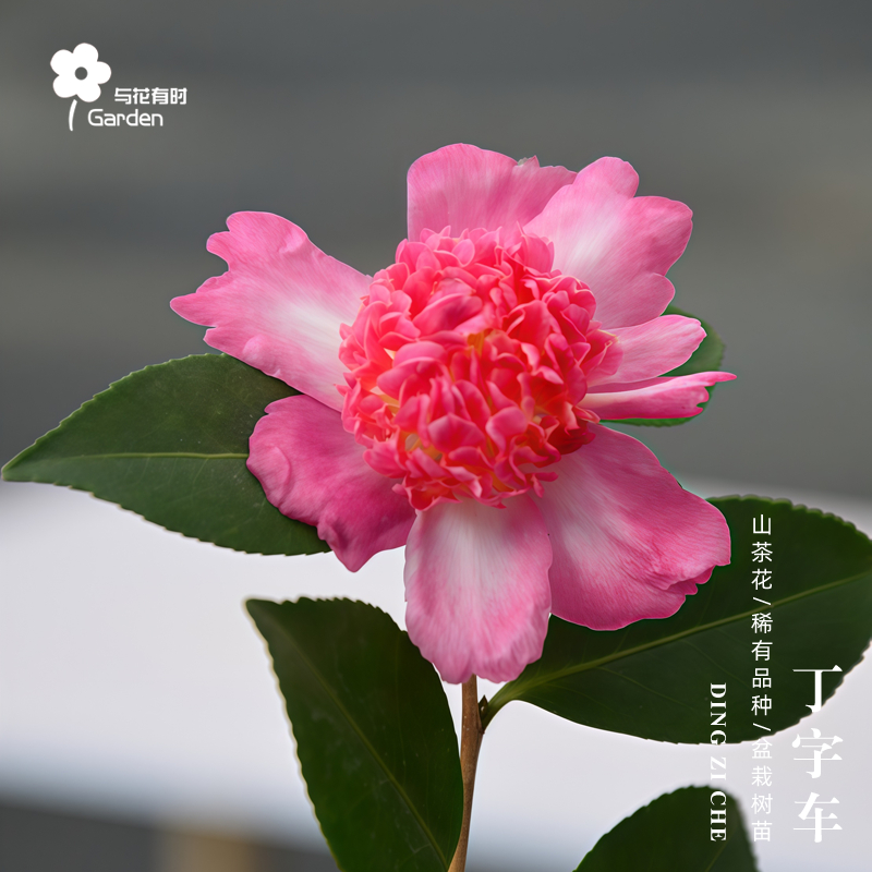 丁字车茶梅红山茶花树苗盆栽带香味日本粉红阳台窗户新品种常绿植