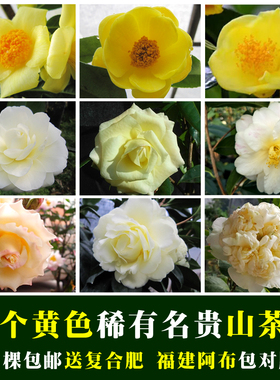 黄色系列稀有山茶花盆栽苗精品名贵阳台绿植物福建龙岩阿布包邮