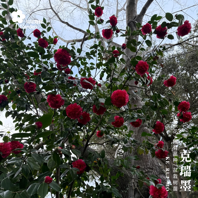 克瑞墨大牡丹红色香味茶花树苗