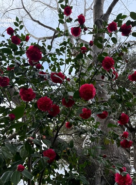 克瑞墨大牡丹茶花树苗盆栽红色清香味牡丹大花型四季常绿与花有时