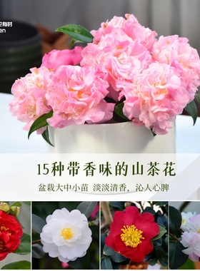 16种香味山茶花盆栽树苗香妃白色的浓香型带花苞庭院植物室外绿植