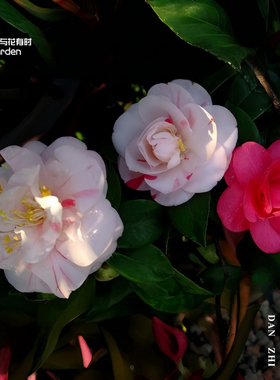 丹芝红山茶花树苗盆栽国内经典老品种一树多色白十样景阳台花园