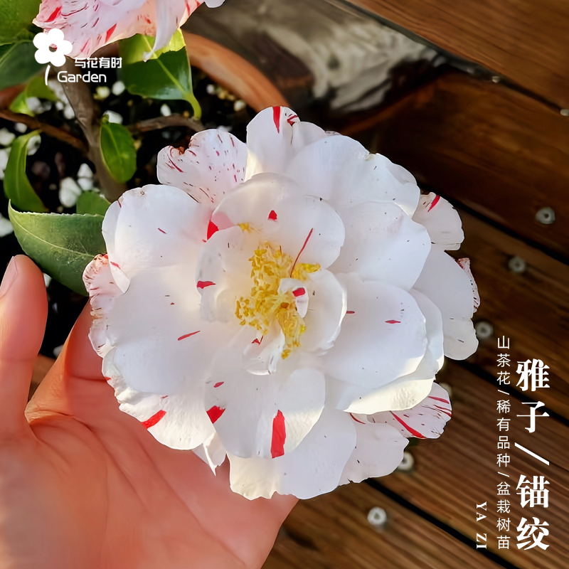 雅子锚绞日本山茶花盆栽树苗植物