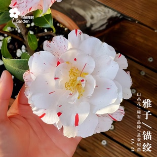 雅子锚绞山茶花盆栽树苗小苗日本日系稀有常青绿植物清新阳台窗户