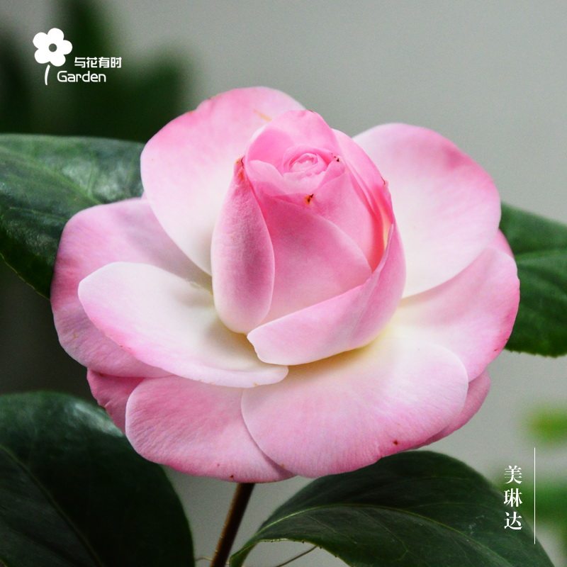 美琳达康寿桃山茶花树苗盆栽带花苞好养绿植物稀有品种名贵小树苗