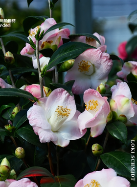 劳克红山茶花树苗盆栽原生小苗德国粉白色单瓣小花型阳台窗户露台
