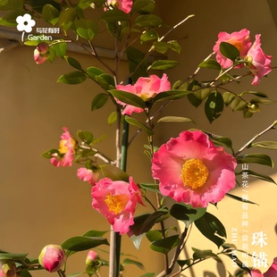 珠锚红山茶花树苗盆栽原生小苗日本进口名贵稀有新品种花卉庭院