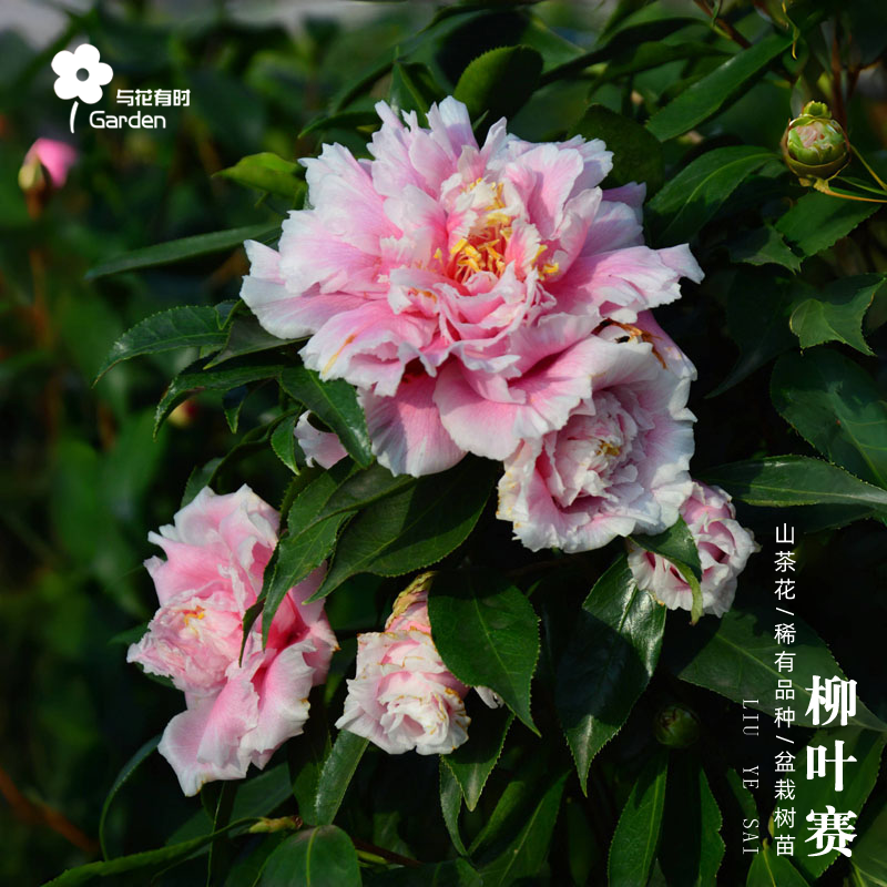 柳叶赛牡丹山茶花盆栽粉红国内