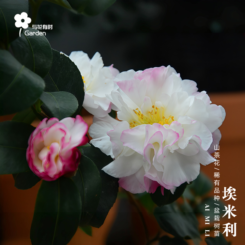 比阿特里斯埃米莉茶梅茶花盆栽树苗紫红色清香味阳台庭院比特坦斯