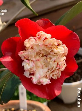 红卜伴日本山茶花小苗树苗盆栽