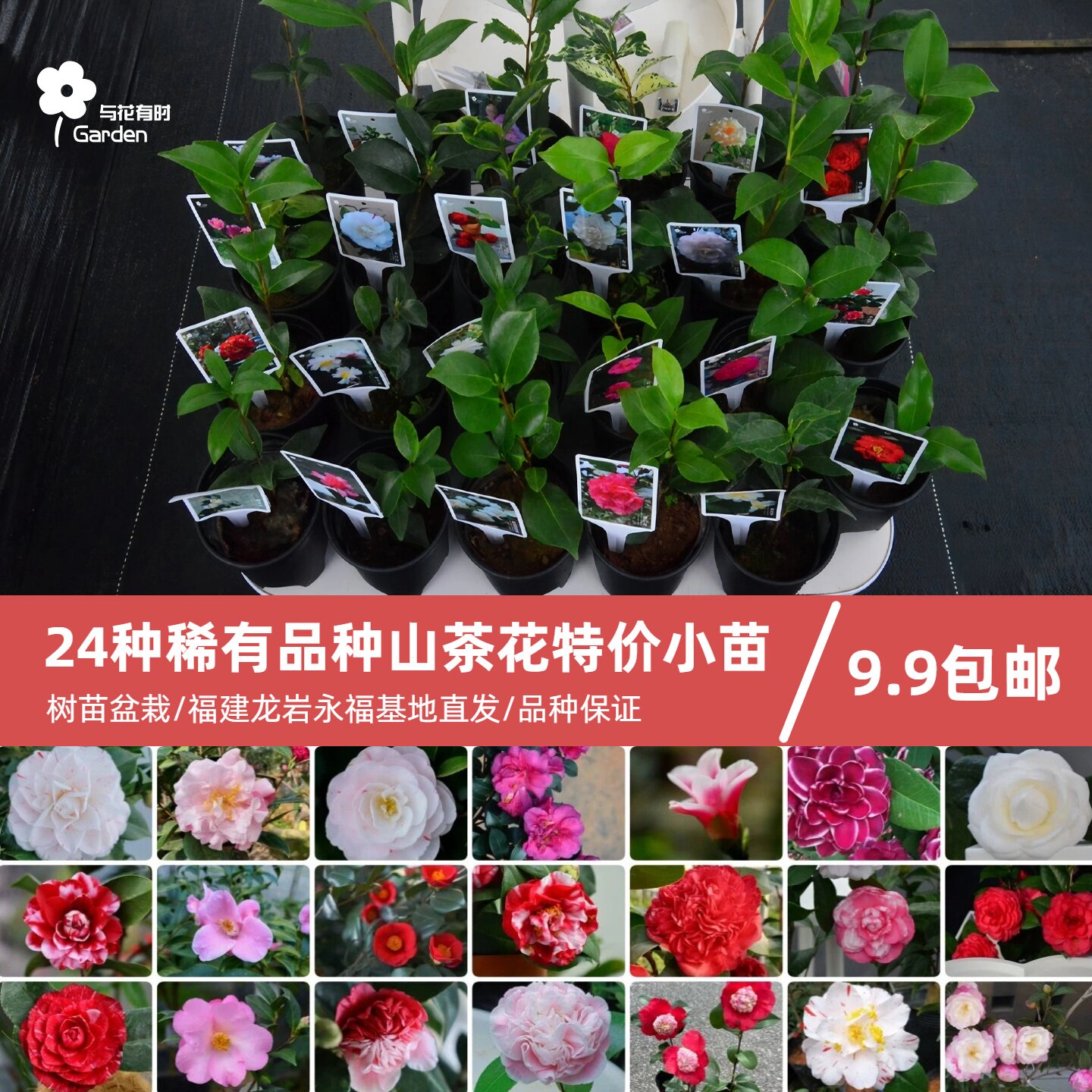 24种山茶花稀有品种小苗特价9.9图片