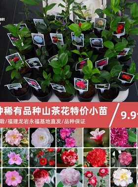 24种山茶花稀有品种小苗特价9.9