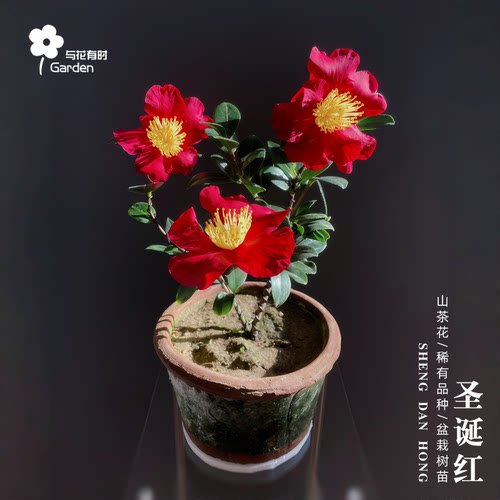 圣诞红茶梅欧美带香味小型花