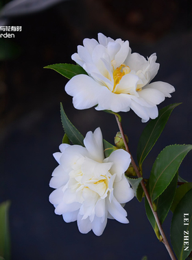 雷阵茶梅红山茶花树苗盆栽白色带香味易成活好养阳台窗户露天花坛