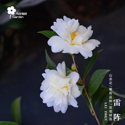 雷阵红山茶花树苗盆栽白色带香味