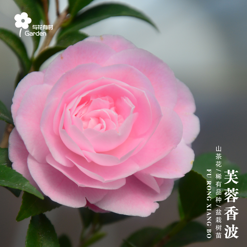 芙蓉香波山茶花树苗盆栽小苗原生甜凯特带香味粉色盆景小苗耐寒