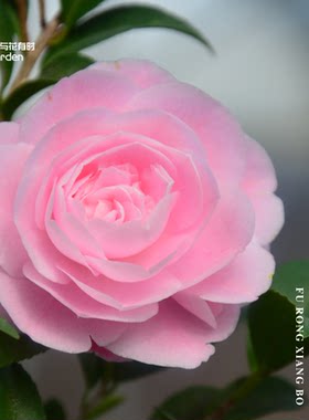芙蓉香波山茶花树苗盆栽小苗
