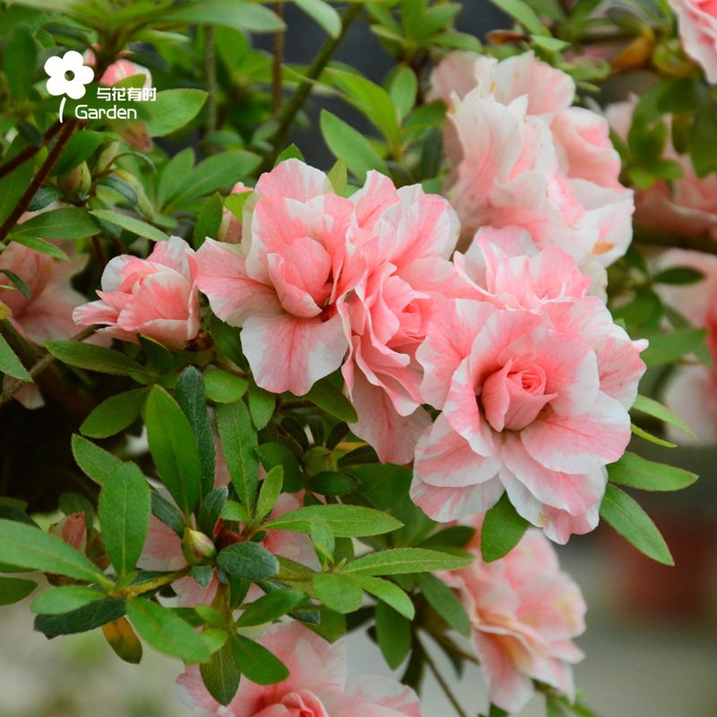玛瑙稀有杜鹃盆栽花苗五宝绿珠粉色江苏南通夏鹃木本花卉阳台庭院