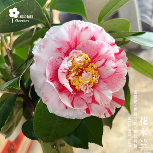 花木兰红山茶花树苗盆栽国内盆景小苗易成活常绿植新品种庭院阳台
