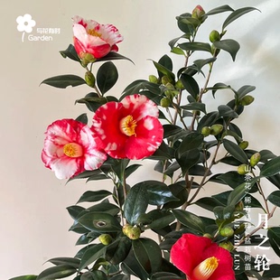 月之轮山茶花树苗盆栽绿植日本进口新品种日系半重瓣红白好养易活