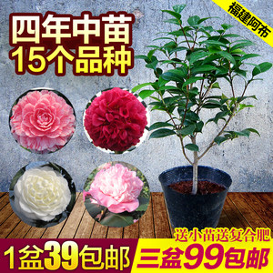茶花树苗包邮价格 茶花树苗包邮图片 星期三