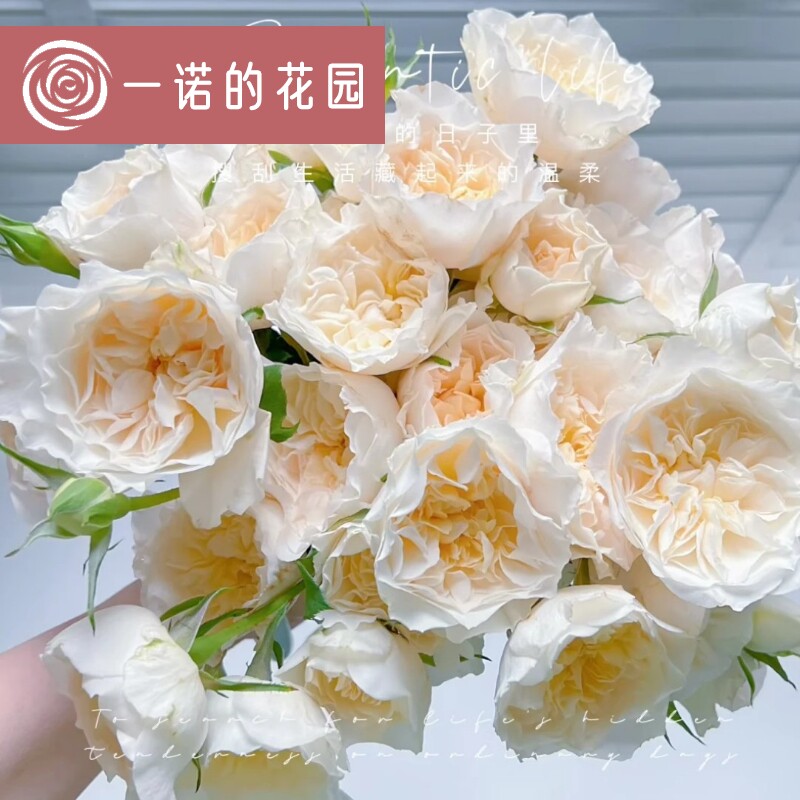 尤金妮月季花苗开花玫瑰小苗四季盆栽花卉爬藤植物藤本蔷薇树绿植