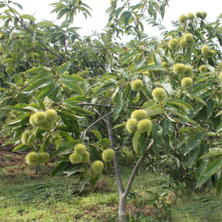 嫁接板栗苗大红袍板栗树苗四季水果苗盆栽地栽南北方种植当年结果