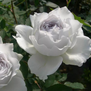 勤花浓香花卉绿植月季 阳台大花香水玫瑰花苗加百列大天使树苗四季