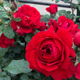 藤本月季 花佛罗伦萨盆栽四季 开阳台围墙爬藤大花红色玫瑰蔷薇花苗