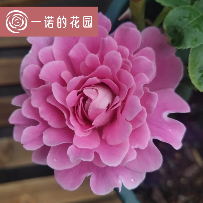 梦幻褶边月季花苗开花玫瑰小苗四季盆栽花卉爬藤植物蔷薇树苗绿植