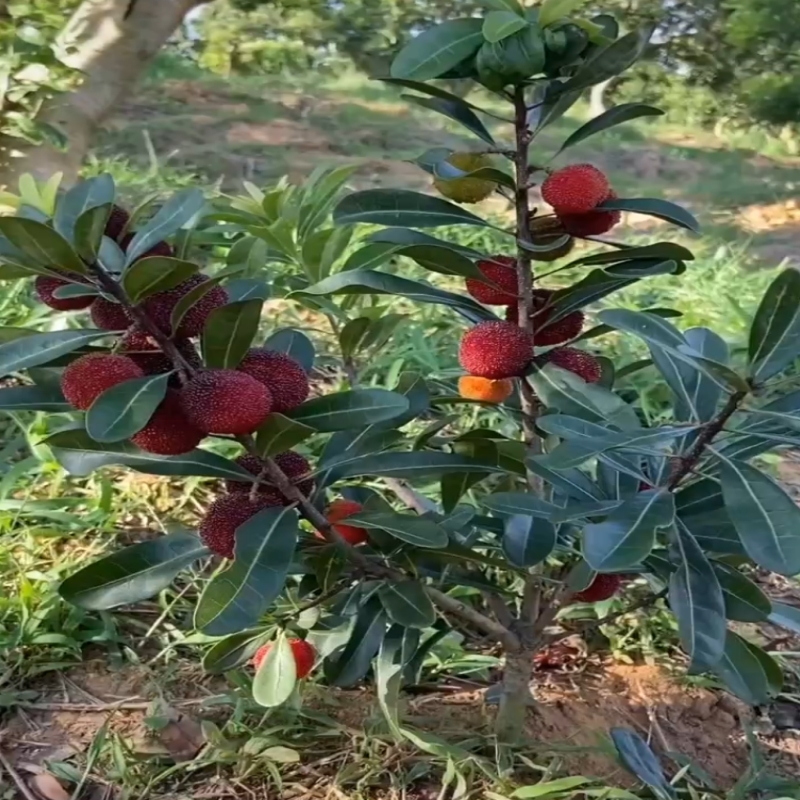 嫁接杨梅树苗正宗黑炭东魁杨梅苗树盆栽南方地栽当年结果特大杯苗