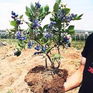 蓝莓树果苗带土果盆栽地栽阳台果树苗南方北方种植当年结果蓝莓苗