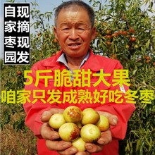 山东沾化冬枣新鲜5斤大枣脆枣水果当季整箱原产地直销应季枣子