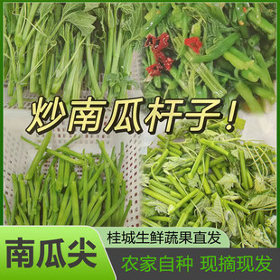 广西农家新鲜南瓜芽南瓜尖南瓜藤新鲜疏菜当季时令疏菜