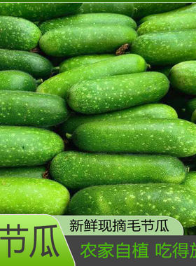 新鲜应季时令蔬菜现摘现发黑毛节瓜农 家自种 毛瓜小冬瓜新鲜节瓜