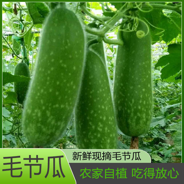 新鲜毛节瓜时令当季农家自种小冬瓜毛瓜现摘蔬菜农产品迷你小冬瓜