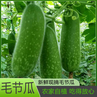 新鲜毛节瓜时令当季农家自种小冬瓜毛瓜现摘蔬菜农产品迷你小冬瓜