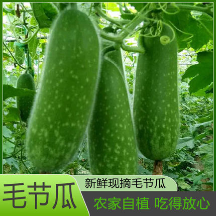新鲜毛节瓜时令当季农家自种小冬瓜毛瓜现摘蔬菜农产品迷你小冬瓜