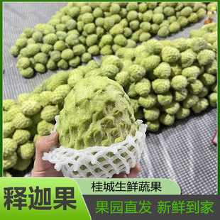 广西正宗释迦果新鲜水果牛奶凤梨玫瑰释迦番荔枝佛头牟尼果