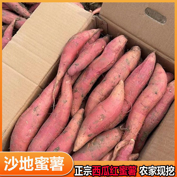 广西高山沙地西瓜红蜜薯新鲜红心番薯